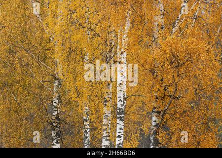 Grüne Silberbirke, Betula Pendula Bäume während der Herbstblüte in Estland. Stockfoto