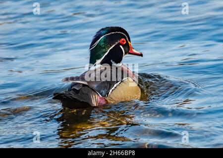 Holzente (Aix sponsa), Männchen, paddelnd in einem Bach in der Frühlingssonne. Stockfoto