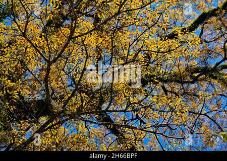 Mahagoni (Swietenia macrophylla) im tropischen Regenwald Stockfoto