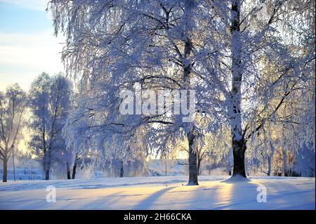 Frost bedeckt Birken (Betula pendula) im Winter Landschaft Hintergrundbeleuchtung durch die niedrigen Winkel Sonne. Stockfoto