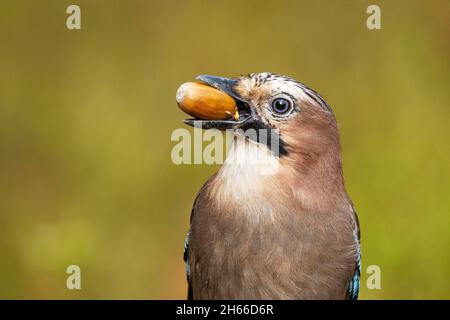 Eine Kurzfassung eines neugierigen eurasischen jay, Garrulus glandarius, der im Herbst reife Eichel zwischen Schnabel in gemischten estnischen Wäldern hielt. Stockfoto