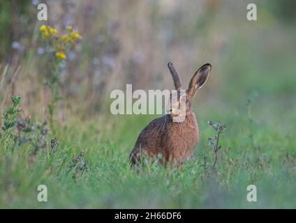 Ein brauner Hasen sitzt in einer natürlichen grünen Umgebung zwischen dem Ragwort und Disteln. Suffolk, Großbritannien Stockfoto