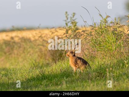 Ein sonnenbeschienenen braunen Hase, sitzt im Gras mit einem Hintergrund von Feldrändern und goldenem Weizen Suffolk , Großbritannien Stockfoto