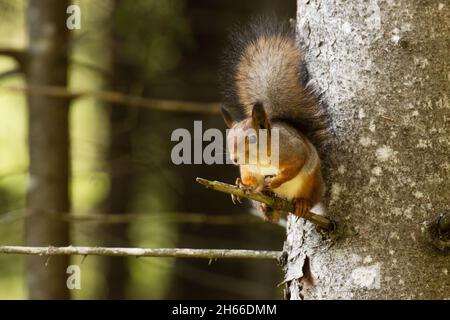 Aktives eurasisches rotes Eichhörnchen, Sciurus vulgaris, hält auf einem Fichtenbaum im estnischen borealen Wald. Stockfoto