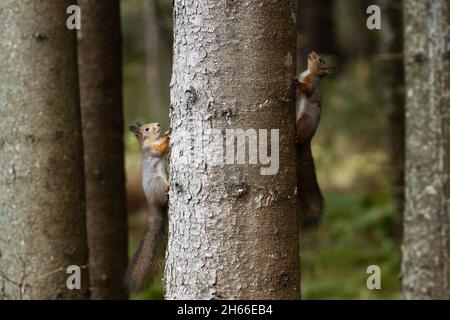 Zwei eurasische rote Eichhörnchen, Sciurus vulgaris, die auf einem Fichtenbaum im estnischen Borealwald um Territorium kämpfen. Stockfoto