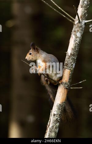 Aktives eurasisches rotes Eichhörnchen, Sciurus vulgaris, hält auf einem Fichtenbaum im estnischen borealen Wald. Stockfoto