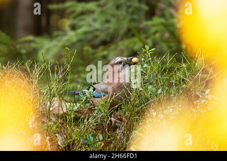 Eine Kurzfassung eines neugierigen eurasischen jay, Garrulus glandarius, der im Herbst reife Eichel zwischen Schnabel in gemischten estnischen Wäldern hielt. Stockfoto