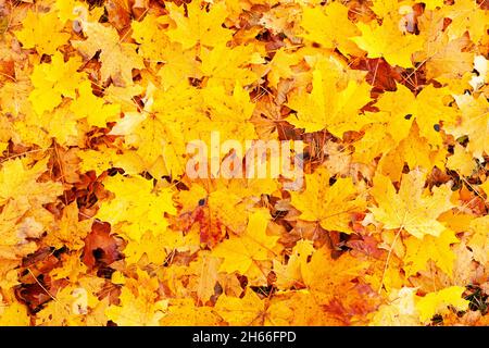 Gefallener Norwegen-Ahorn, Acer platanoides-Blätter während der Herbstblüte in Estland, Nordeuropa. Stockfoto