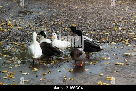 Gemischte Herde von Enten und Möwen auf nassem Asphalt mit Herbstlaub in Devon Stockfoto