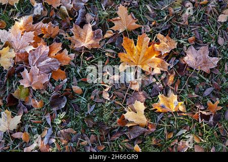 Farbenfrohe herbstliche Blätter auf dem Boden, die mit Morgenfrost bedeckt sind. Stockfoto