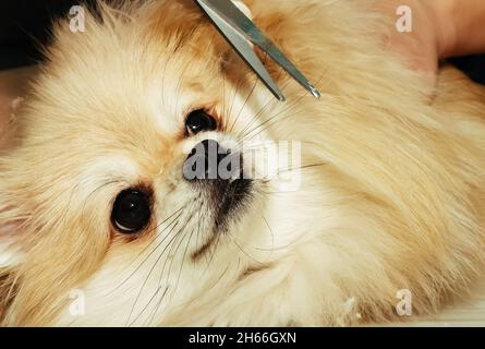 Hundepflege zu Hause. Hand macht Pflege, Haarschnitt, kämmen das Fell eines schönen glücklichen Pommern. Stockfoto