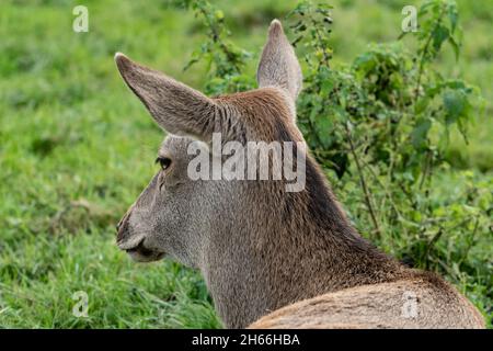 Rotwild im Profil inmitten grüner Vegetation in der Landschaft von Devon Stockfoto