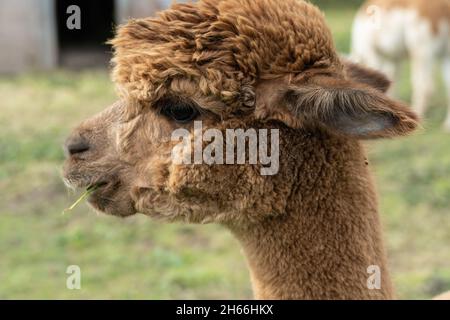Ein brauner Lama (Lama glama), Nahaufnahme seines Kopfes Stockfoto