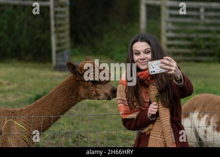 Junge Frau in braunem Mantel und Schal, die ein Handy-Selfie mit einem braunen Lama macht (Lama glama) Stockfoto