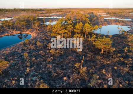 Blick aus der Vogelperspektive auf dunkle Moorseen während eines Morgenaufgangs im Herbst in estnischer Natur, Nordeuropa. Im Soomaa-Nationalpark, Kuresoo-Moor. Stockfoto