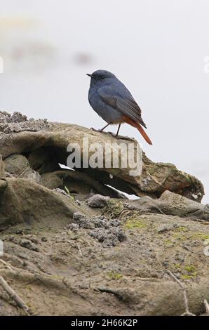 Plumbeous water-redstart (Phoenicurus fuliginosus fulginiosus) adultes Männchen am Ufer Nepals Januar Stockfoto