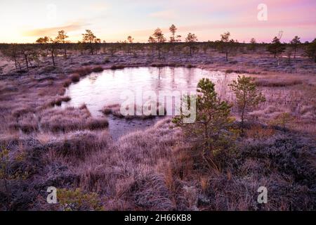 Ein ruhiger und ruhiger Morgen vor Sonnenaufgang in estnischer Moorlandschaft mit einem kleinen Moorsee und leichtem Frost. Im Kuresoo-Moor, Soomaa-Nationalpark. Stockfoto