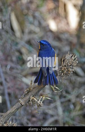 Rufous-breasted Bush-Robin (Tarsiger hyperythrus) adult männlich thront auf toten Bambus mit Schwanz fächerte Mayodia, Arunachal Pradesh, Indien Feb Stockfoto