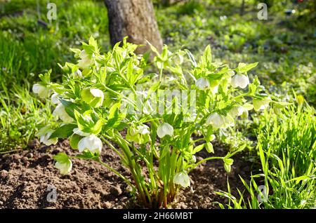 Helleborus im Bio-Garten, bekannt als Winterrose, Weihnachtsrose und Fastenrose. Familienname Ranunculaceae, Wissenschaftlicher Name Hellebores Stockfoto