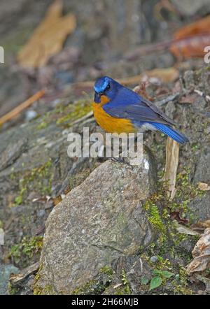 Rufous-breasted Bush-Robin (Tarsiger hyperythrus) adulter Rüde, der auf dem Felsen Mayodia, Arunachal Pradesh, Indien, steht Februar Stockfoto