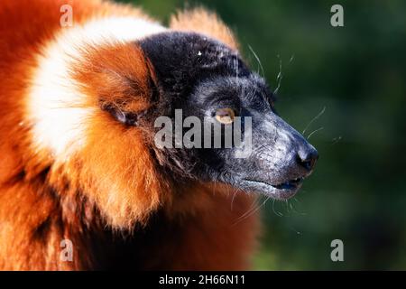 Roter, geruffter Lemur-Affe. Säugetiere und Säugetiere. Landwelt und Fauna. Wildtiere und Zoologie. Natur- und Tierfotografie. Stockfoto