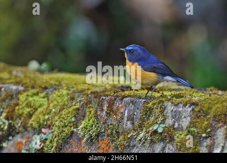 Rufous-breasted Bush-Robin (Tarsiger hyperythrus) adulter Mann, der auf moosiger Wand in Mayodia, Arunachal Pradesh, Indien, steht Februar Stockfoto