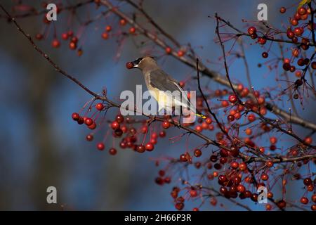 Cedar Waxwing, der Beeren frisst Stockfoto