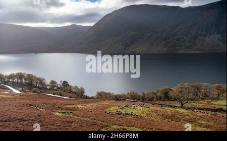 Cinderdale Fell, Cumbria, Großbritannien. 13. November 2021 - Shepherds im Lake District nutzen das gute Wetter, um ihre Herdwick-Mutterschafe aus den hohen Bergen von Cumbria in den unteren Boden zu sammeln, um die jährliche Paarungssaison für die Schafe zur "Tupping Time" zu bringen, so dass die Lämmer im April und Mai geboren werden. Diese Versammlung befindet sich vor dem Cinderdale Common, in der Nähe von Crummock Water, wo die Schafe zur Rannerdale Farm gesammelt werden. Quelle: Wayne HUTCHINSON/Alamy Live News Stockfoto