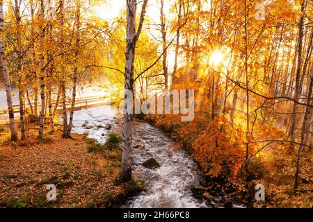 Die Morgensonne scheint durch die Silberbirke, die Betula Pendula blättert neben den Stromschnellen in Käylä, in der Nähe von Kuusamo. Stockfoto