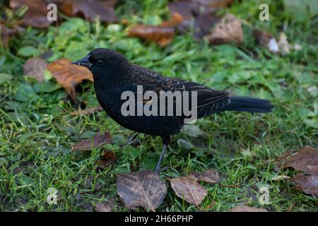 Redwing Blackbird Stockfoto