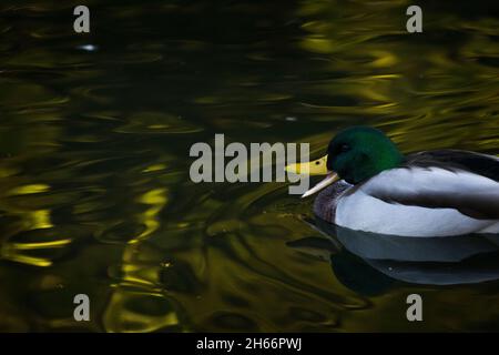 Stockente im Teich Stockfoto