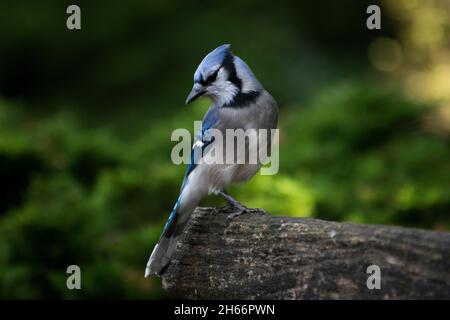 Bluejay auf der Bank Stockfoto