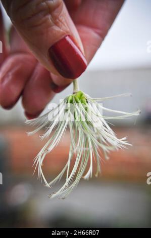 Samenkopf aus der Clematis cirrhosa 'Wisley Cream', gehalten von einem Weibchen mit roten lackierten Nägeln Stockfoto