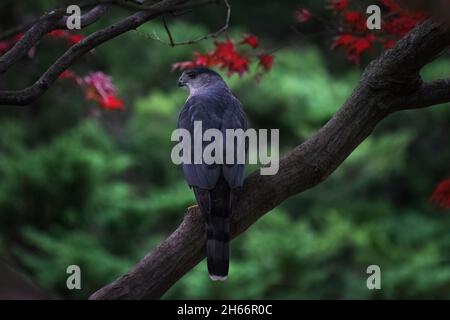 Cooper Hawk an der Abzweigung Stockfoto