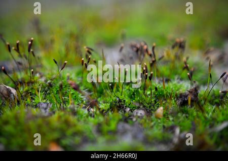 Wandschraube Moos (Tortula muralis), wächst auf einer Betonwand. England, Großbritannien Stockfoto