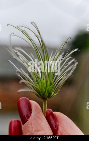 Samenkopf aus der Clematis cirrhosa 'Wisley Cream', gehalten von einem Weibchen mit roten lackierten Nägeln Stockfoto