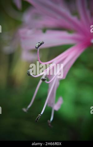 Staubgefäße aus einer rosa Nerine bowdenii (Herbstblüte) Stockfoto