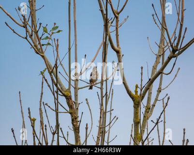 Ein Rotschwein (Turdus iliacus), der auf einem Weißdornbusch voller tiefroter Beeren thront Stockfoto