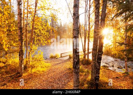 Die Morgensonne scheint durch die Silberbirke, die Betula Pendula blättert neben den Stromschnellen in Käylä, in der Nähe von Kuusamo. Stockfoto