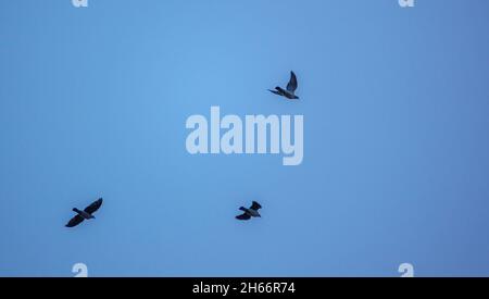 Ein parlament von Saatkrähen (Corvus frugilegus), das gegen den wolkenlosen Himmel in ihre nisten Silhoutten zurückkehrt Stockfoto