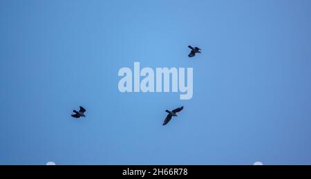 Ein parlament von Saatkrähen (Corvus frugilegus), das gegen den wolkenlosen Himmel in ihre nisten Silhoutten zurückkehrt Stockfoto