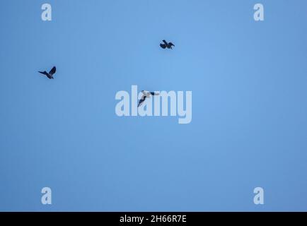 Ein parlament von Saatkrähen (Corvus frugilegus), das gegen den wolkenlosen Himmel in ihre nisten Silhoutten zurückkehrt Stockfoto