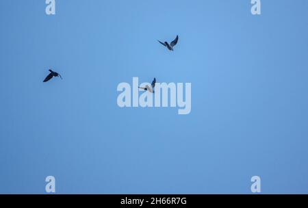 Ein parlament von Saatkrähen (Corvus frugilegus), das gegen den wolkenlosen Himmel in ihre nisten Silhoutten zurückkehrt Stockfoto