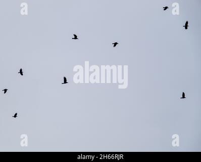 Ein parlament von Saatkrähen (Corvus frugilegus), das gegen den wolkenlosen Himmel in ihre nisten Silhoutten zurückkehrt Stockfoto