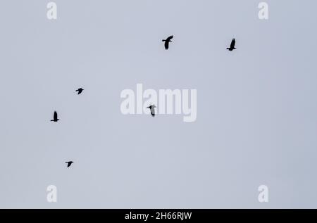 Ein parlament von Saatkrähen (Corvus frugilegus), das gegen den wolkenlosen Himmel in ihre nisten Silhoutten zurückkehrt Stockfoto