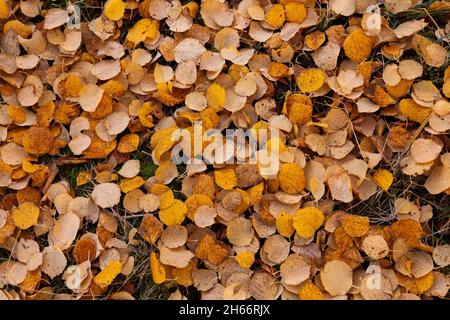 Ein Teppich aus heruntergefallener farbenfroher Silberbirke, Betula pendula Blätter bedecken den Boden während der Herbstlaub. Stockfoto