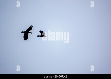 Ein parlament von Saatkrähen (Corvus frugilegus), das gegen den wolkenlosen Himmel in ihre nisten Silhoutten zurückkehrt Stockfoto