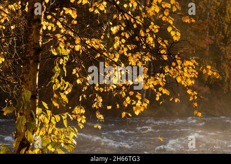 Morgenlicht, das durch die Silberbirke scheint, die Betula Pendula geht neben den Stromschnellen in Käylä, in der Nähe von Kuusamo. Stockfoto