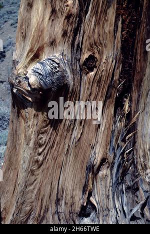 Bishop, Kalifornien. USA 11/1/1985. Der alte Kiefernwald von Bristlecone beherbergt die ältesten Bäume der Welt... etwa 5,062 Jahre alt... älter als DIE PYRAMIDE VON STONEHENGE und CHEOPS. Stockfoto
