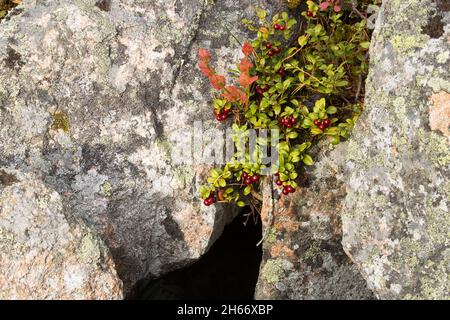 Preiselbeere, Vaccinium vitis-idaea, wächst auf einem Felsen in Nordfinnland. Stockfoto